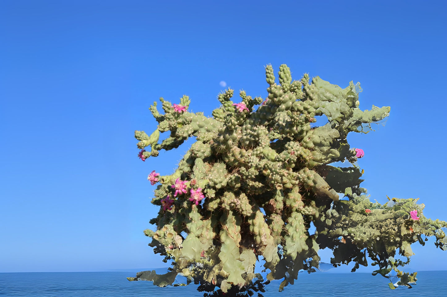 Jumping Cholla Cuttings (3) | Hanging Chain Cholla | Cylindropuntia fulgida | Easy to Grow Cactus for Desert Gardens