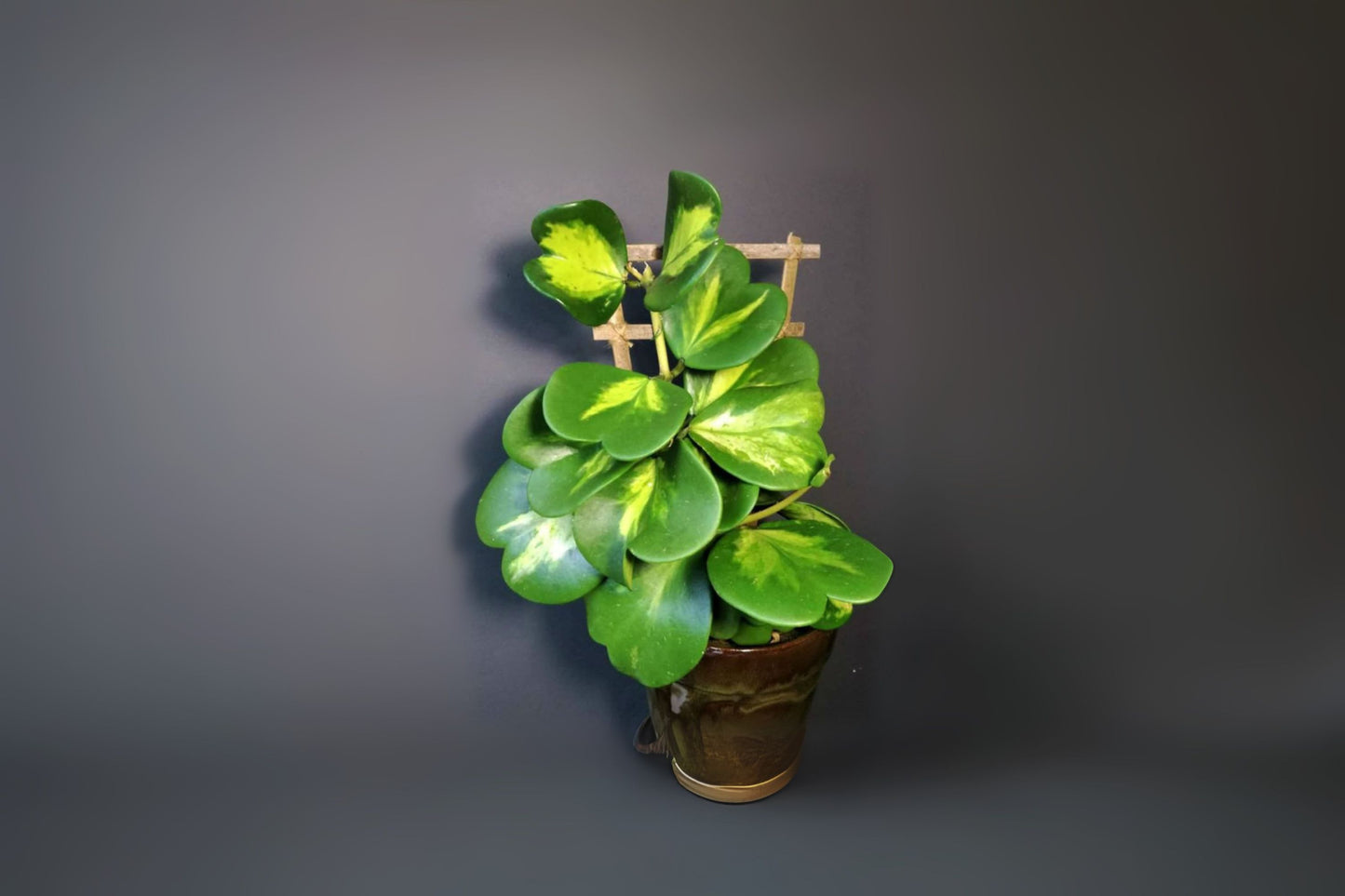 Hoya Plant 5" Pot Variegata Heart Leaf (Hoya kerrii 'Variegata') - Unique Waxy Foliage for Indoor Gardens