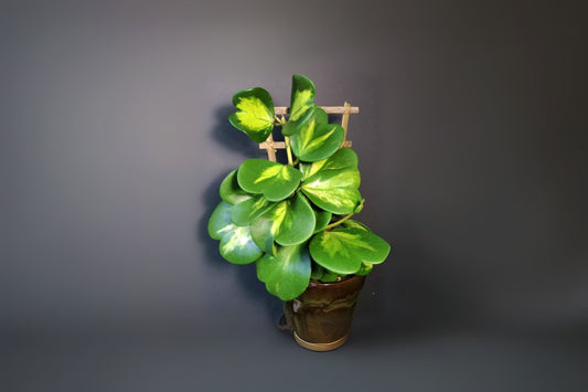 Hoya Plant 5" Pot Variegata Heart Leaf (Hoya kerrii 'Variegata') - Unique Waxy Foliage for Indoor Gardens