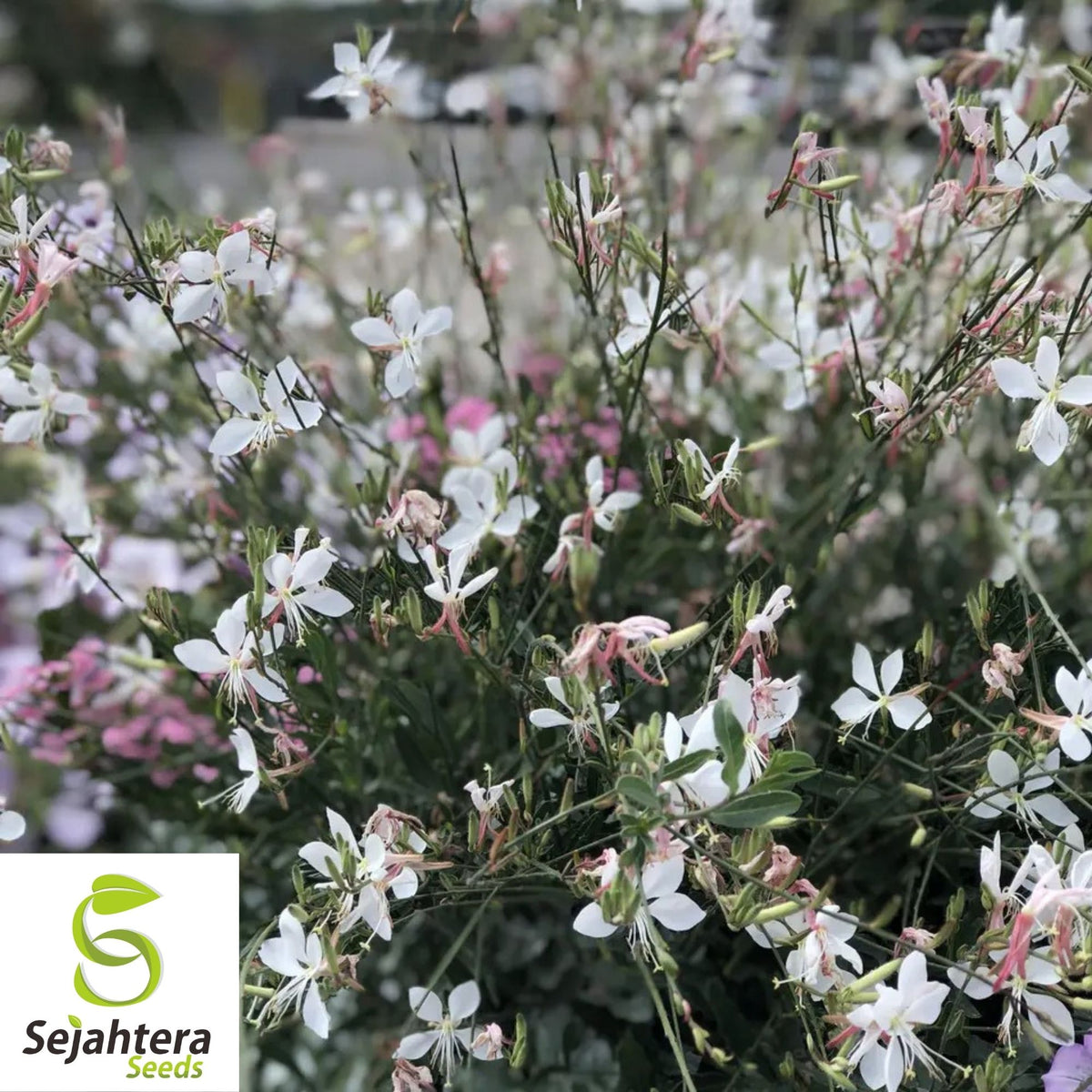 Gaura Lindheimeri Seeds 25+ | White Wildflower Perennial USA