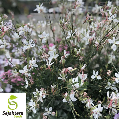 Gaura Lindheimeri Seeds 25+ | White Wildflower Perennial USA
