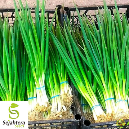 White Lisbon Onion Seeds - 500+ Heirloom, Non-GMO Bunching Scallions & Fresh