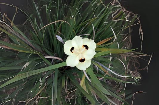 African Iris Plant - Blooming Size, Hardy Perennial with Yellow Flowers - Dietes bicolor for Gardens and Patios