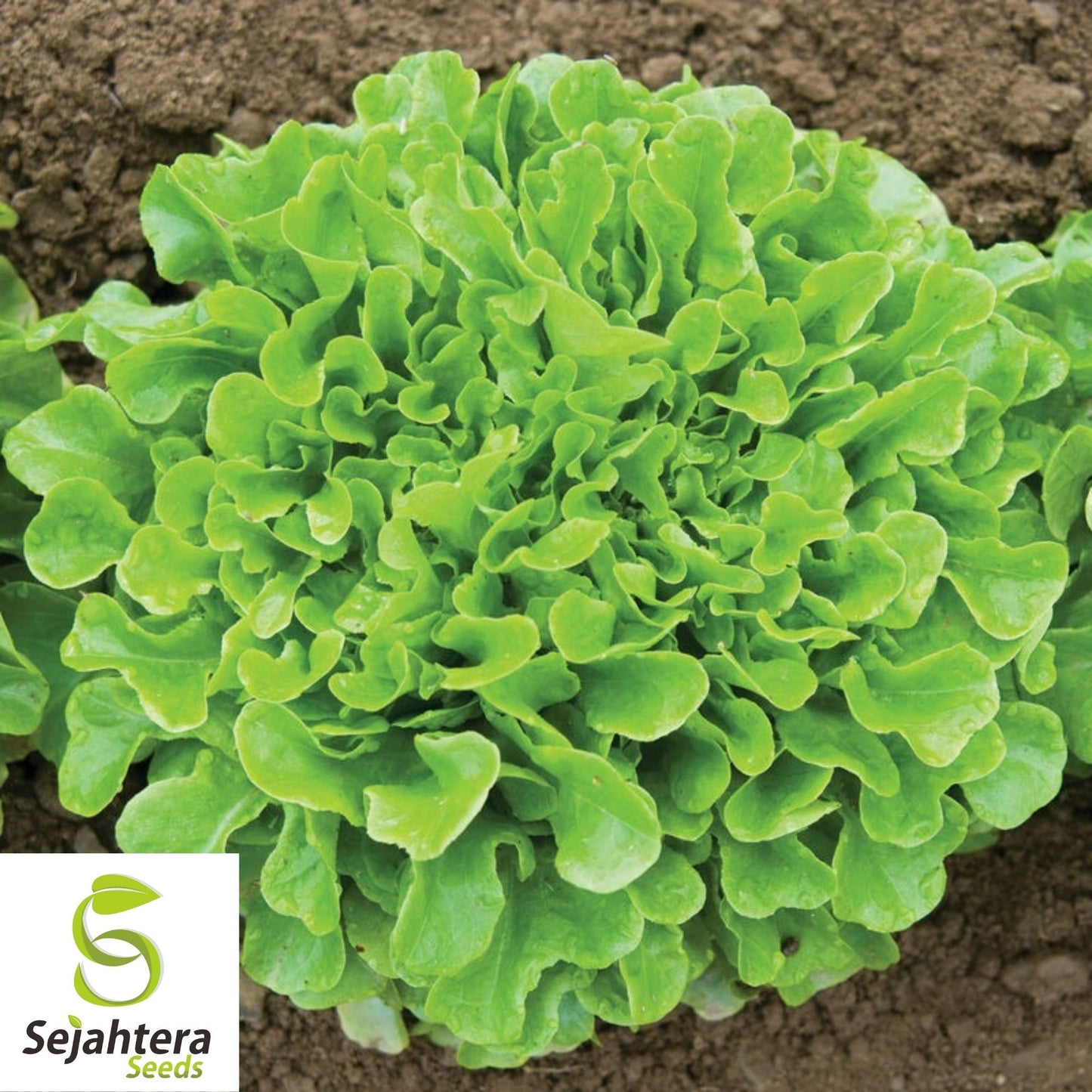 1000 Oak Leaf Lettuce Seeds - Non-GMO, Tender & Nutritious Greens