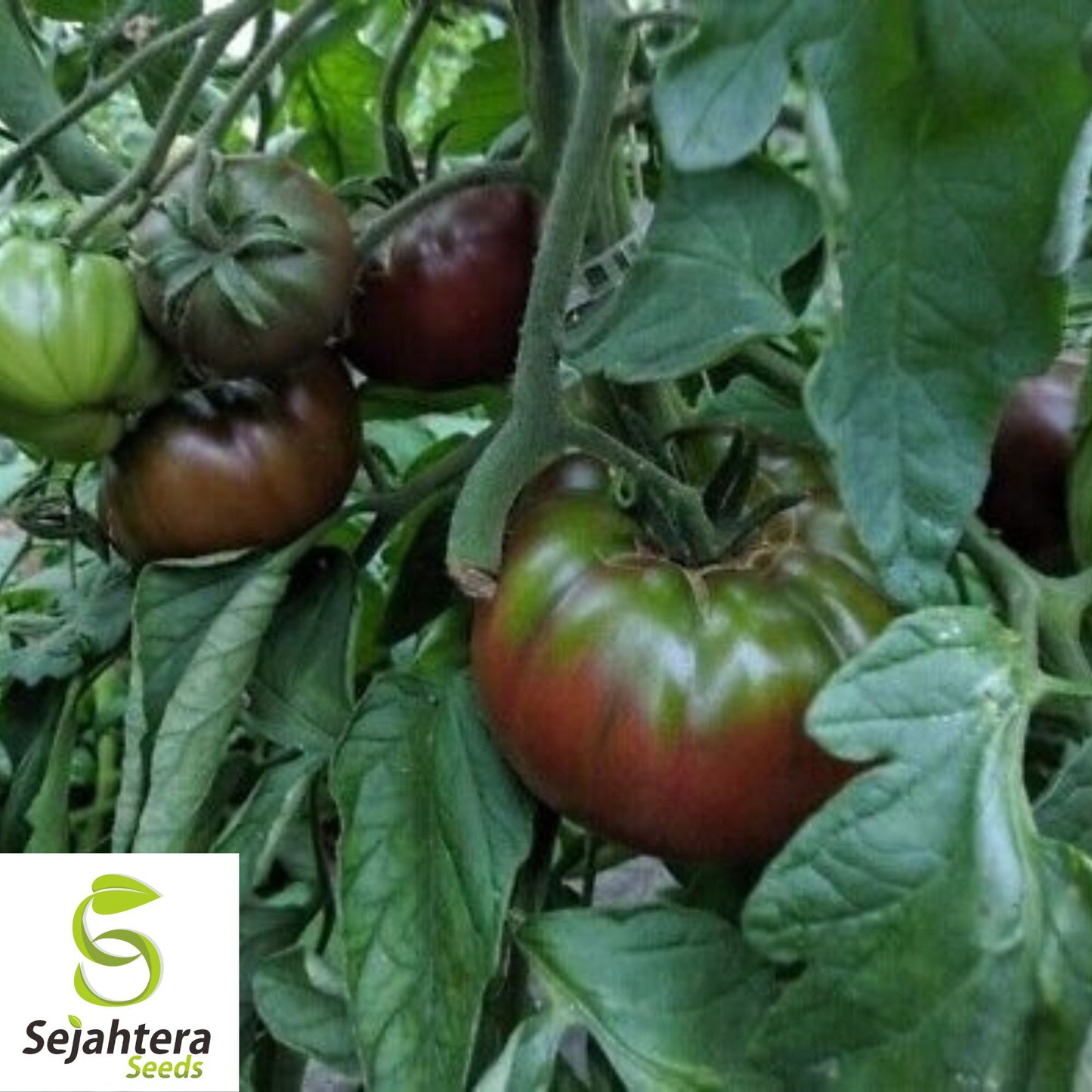 Black Krim Tomato Seeds - 120+ Organic Heirloom - Sweet & Juicy - Non-GMO