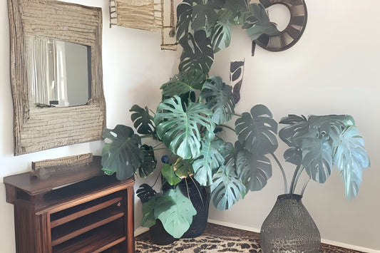 Live Plant Monstera Cutting Rooted Split Leaf Philodendron Monstera deliciosa Swiss Cheese Plant