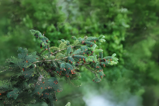 Wilson Spruce (Picea wilsonii)