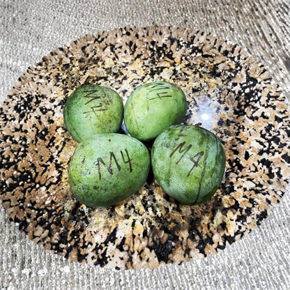 Rare Grafted Mango & Avocado Trees – 3 Gallon Size Live Grafted Tree | 2–4 Feet Tall | 100+ Premium Varieties  Zill & Pine Island Selections | High-Performance Rootstock | Lower 48 Shipping