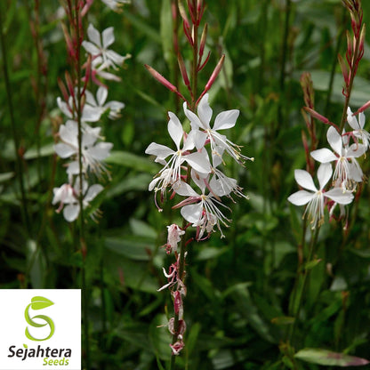 Gaura Lindheimeri Seeds 25+ | White Wildflower Perennial USA