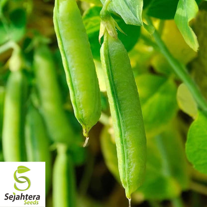 Sugar Snap Pea Seeds 25 Ct | Heirloom Pod Vegetable NON-GMO USA