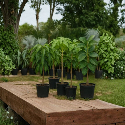Super Hass Avocado Tree – Persea americana  Rare Zill Authentic Variety Live Grafted Avocado Tree | 2–4 Feet Tall | 3 Gallon Container