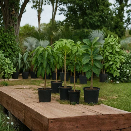 Super Hass Avocado Tree – Persea americana  Rare Zill Authentic Variety Live Grafted Avocado Tree | 2–4 Feet Tall | 3 Gallon Container