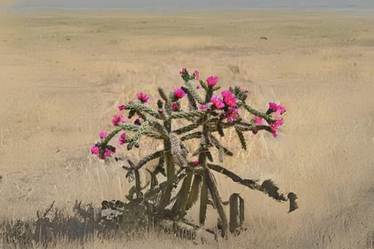 Cane Cholla Cuttings - Opuntia spinosior - 3 Easy Grow Cuttings - Pink Flowers - Desert Hardy Succulent