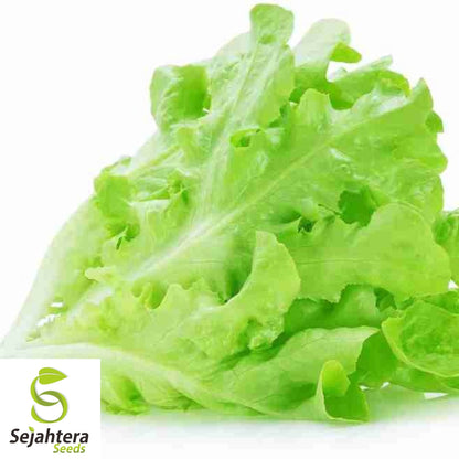 1000 Oak Leaf Lettuce Seeds - Non-GMO, Tender & Nutritious Greens