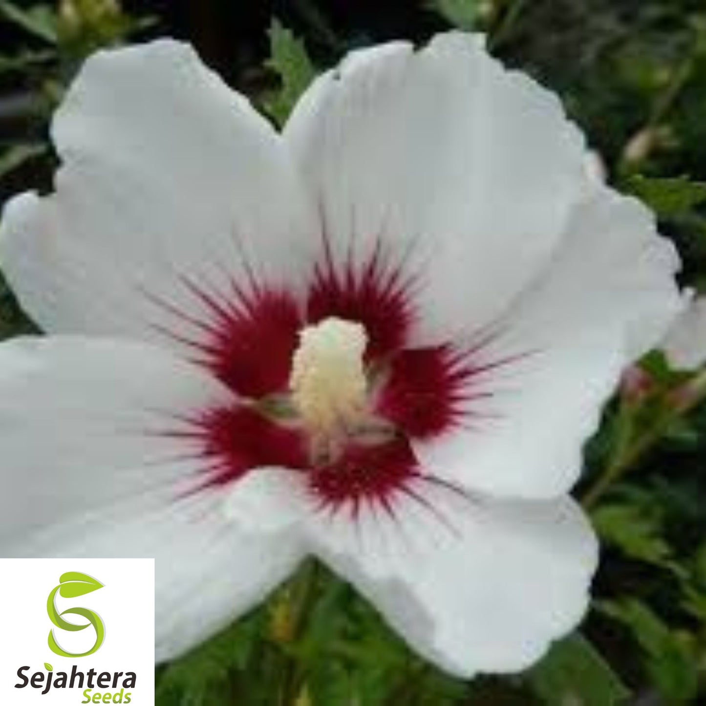 25+ White Hibiscus Seeds - Crimson Eye, Perennial, Hardy, Non-GMO & Stunning