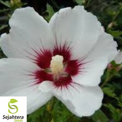 25+ White Hibiscus Seeds - Crimson Eye, Perennial, Hardy, Non-GMO & Stunning