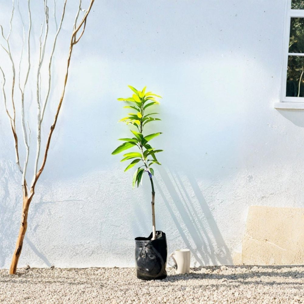 Keitt Mango Tree – Mangifera indica Grafted Live Tree | USDA Certified | Premium Late-Season Variety  Large Sweet Fruit | Smooth Texture | Collector Favorite