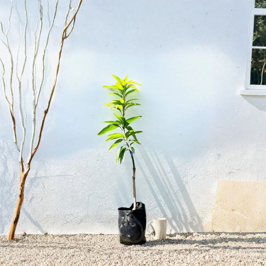 Keitt Mango Tree – Mangifera indica Grafted Live Tree | USDA Certified | Premium Late-Season Variety  Large Sweet Fruit | Smooth Texture | Collector Favorite