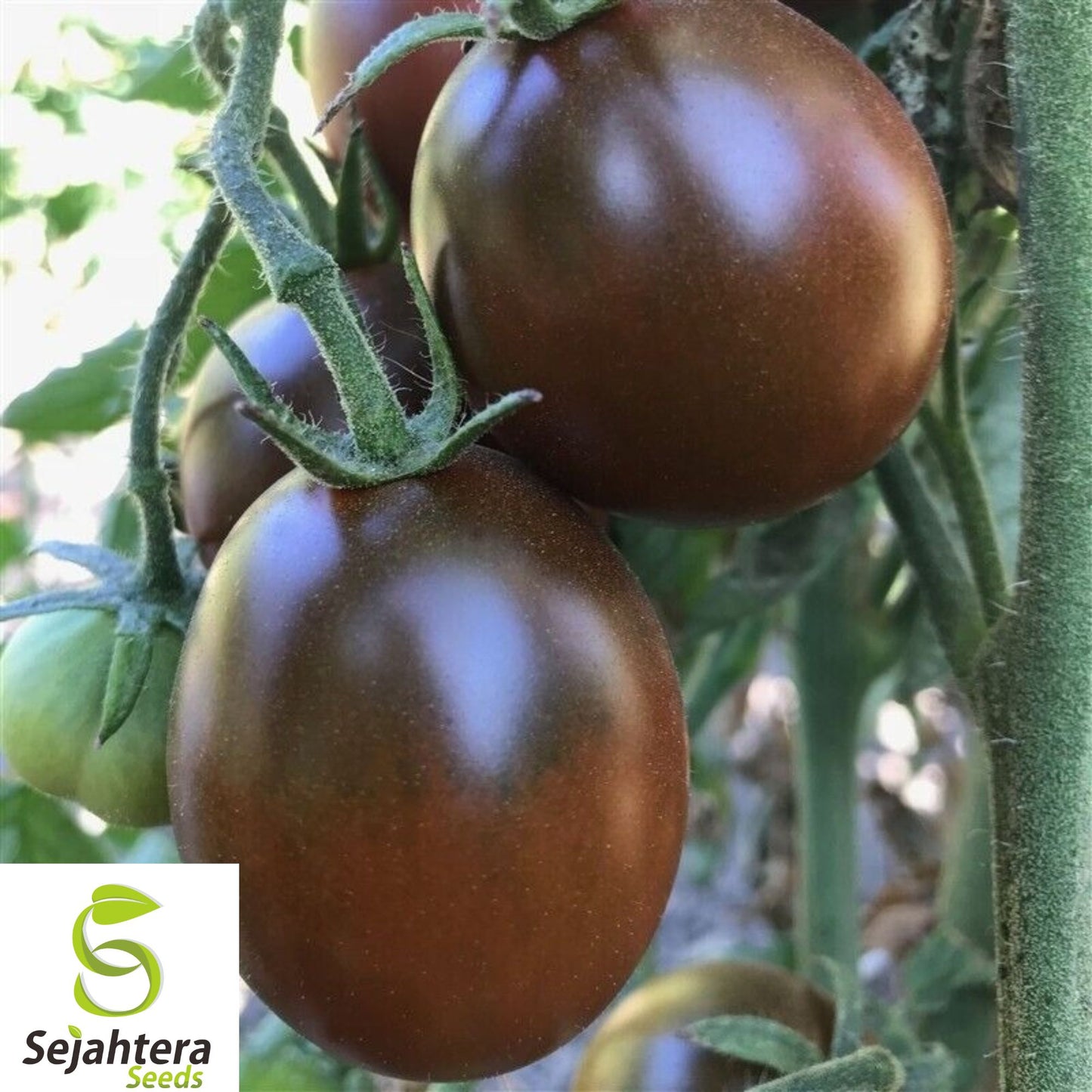 30+ Black Prince Tomato Seeds - Heirloom, Organic, Non-GMO, Rare & Rich Flavor