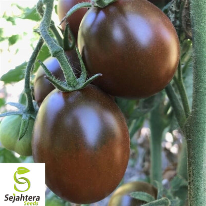 30+ Black Prince Tomato Seeds - Heirloom, Organic, Non-GMO, Rare & Rich Flavor