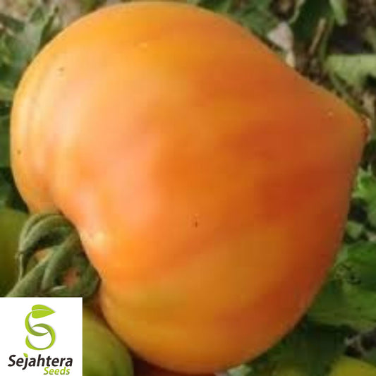 10+ Orange Oxheart Tomato Seeds - Heirloom, Organic, Rare, Sweet & Juicy