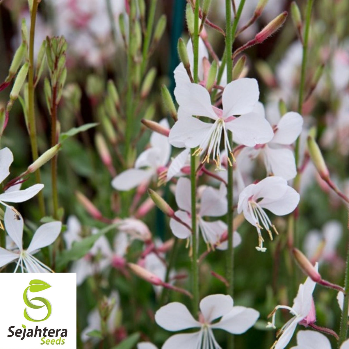 Gaura Lindheimeri Seeds 25+ | White Wildflower Perennial USA