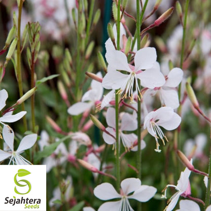 Gaura Lindheimeri Seeds 25+ | White Wildflower Perennial USA