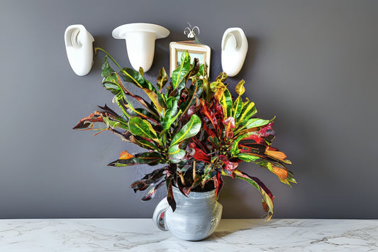 Colorful Croton Mammy Plant 6 in Pot - Codiaeum Variegatum 'Mammy' - Vibrant Indoor Tropical Foliage for Home Decor