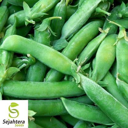 Sugar Snap Pea Seeds 25 Ct | Heirloom Pod Vegetable NON-GMO USA