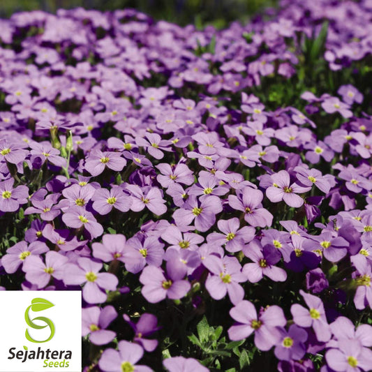 150 Rock Cress Seeds {Aubrieta} Cascading Purple Flowers | Perennial Ground Cover