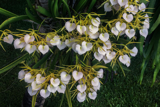 Brassavola Nodosa Orchid in 8" Clay Pot - Exotic Fragrant Orchid Plant for Home Decor or Gardening - Brassavola Nodosa