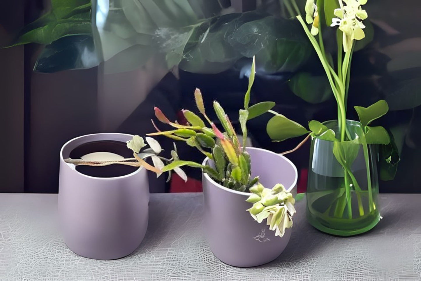 Rhipsalis agudoensis Cactus in 4-Inch Pot | Rare Epiphytic Indoor Plant | Easy-Care Hanging Greenery for Home Decor