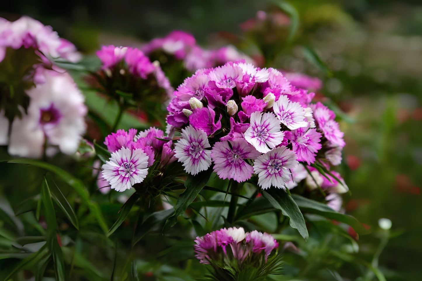 Sweet William (Dianthus barbatus 'Single Mix')