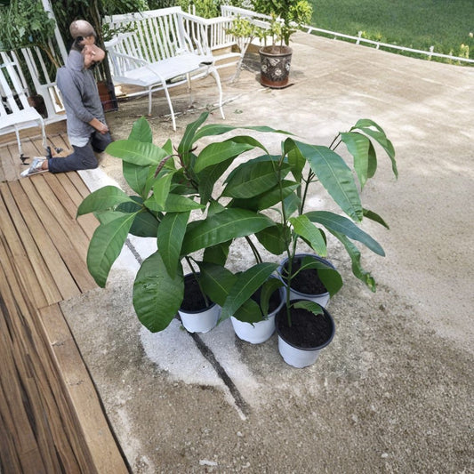 Red Mango Tree – Mangifera indica Live Seedling | 12–16 Inches Tall | Includes Nursery Pot  Tropical Fruit Starter | Vibrant Variety | Easy to Grow