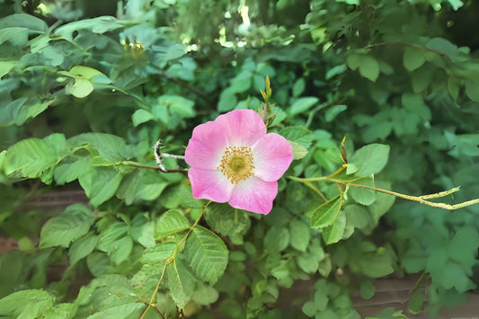 Brier Rose Dog Brier Rose (Rosa canina 'Schmid's Ideal')