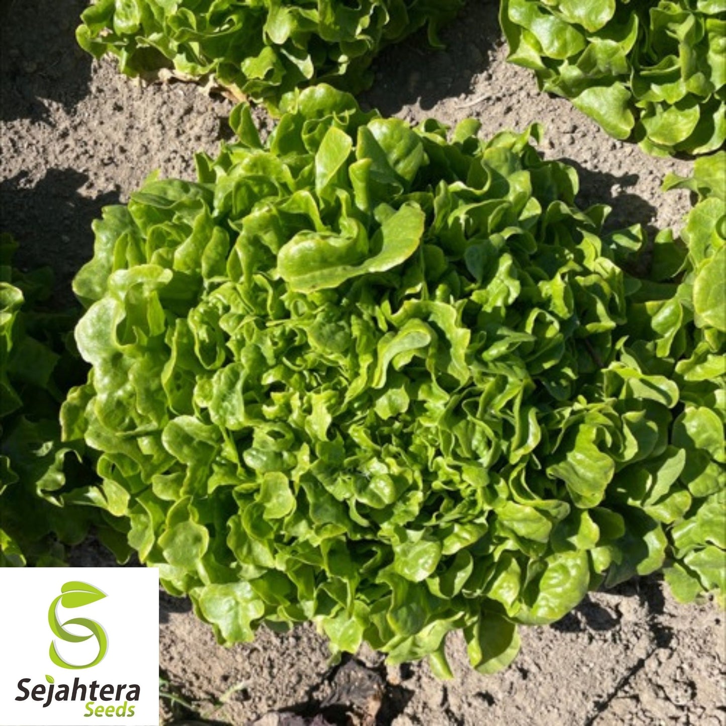 1000 Oak Leaf Lettuce Seeds - Non-GMO, Tender & Nutritious Greens