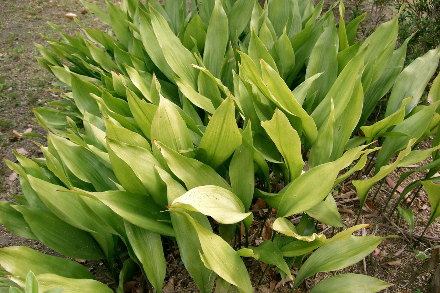 Aspidistra elatior Plant in 3 Gallon Pot - Cast Iron Plant - Hardy Indoor Foliage - Low Maintenance Houseplant for Home Decor