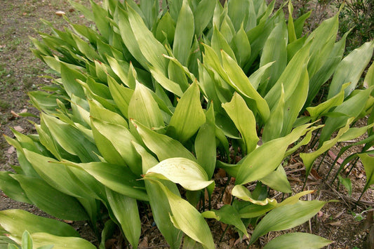 Aspidistra elatior Plant in 3 Gallon Pot - Cast Iron Plant - Hardy Indoor Foliage - Low Maintenance Houseplant for Home Decor