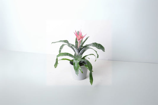 XL Aechmea fasciata Bromeliad Pink Blooming Plant - Silver Vase Plant / Urn Plant - Easy Care Tropical Air Plant