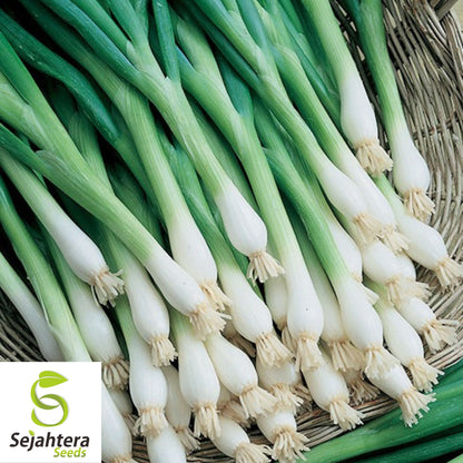 200+ Tokyo Long White Onion Seeds - Bunching Scallions, Non-GMO Vegetable