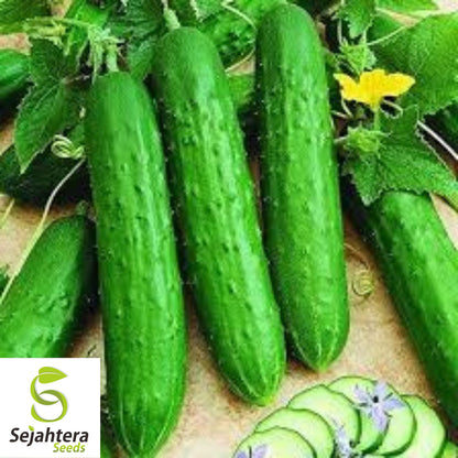 Spacemaster 80 Cucumber Seeds - 25+ Heirloom, Organic, Non-GMO & Fresh