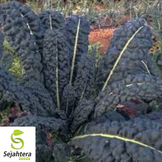 500+ Lacinato Kale Seeds - Black Tuscan Dinosaur Kale, Non-GMO Vegetable