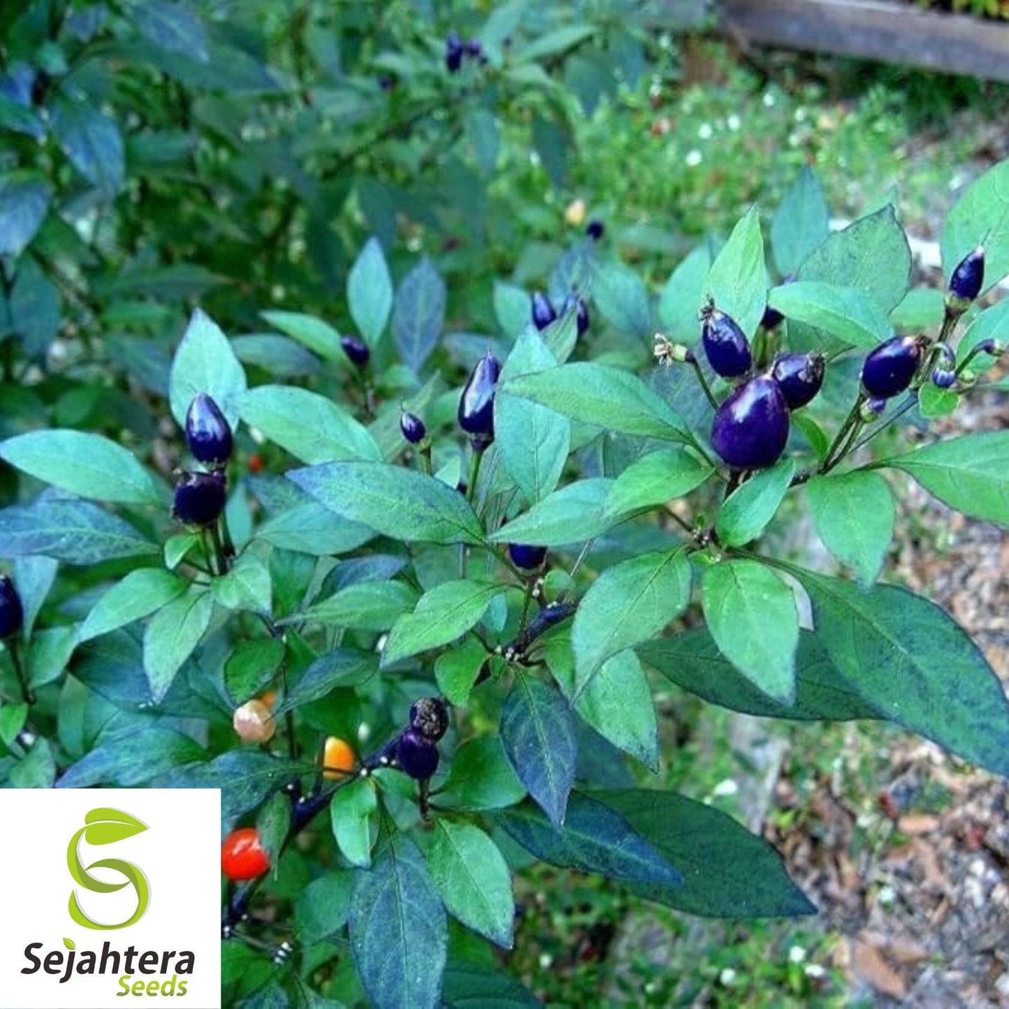 Blue Dream Pepper Bush Seeds {Capsicum annuum} Filius Blue 50+ Seeds