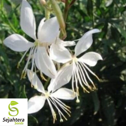 Gaura Lindheimeri Seeds 25+ | White Wildflower Perennial USA