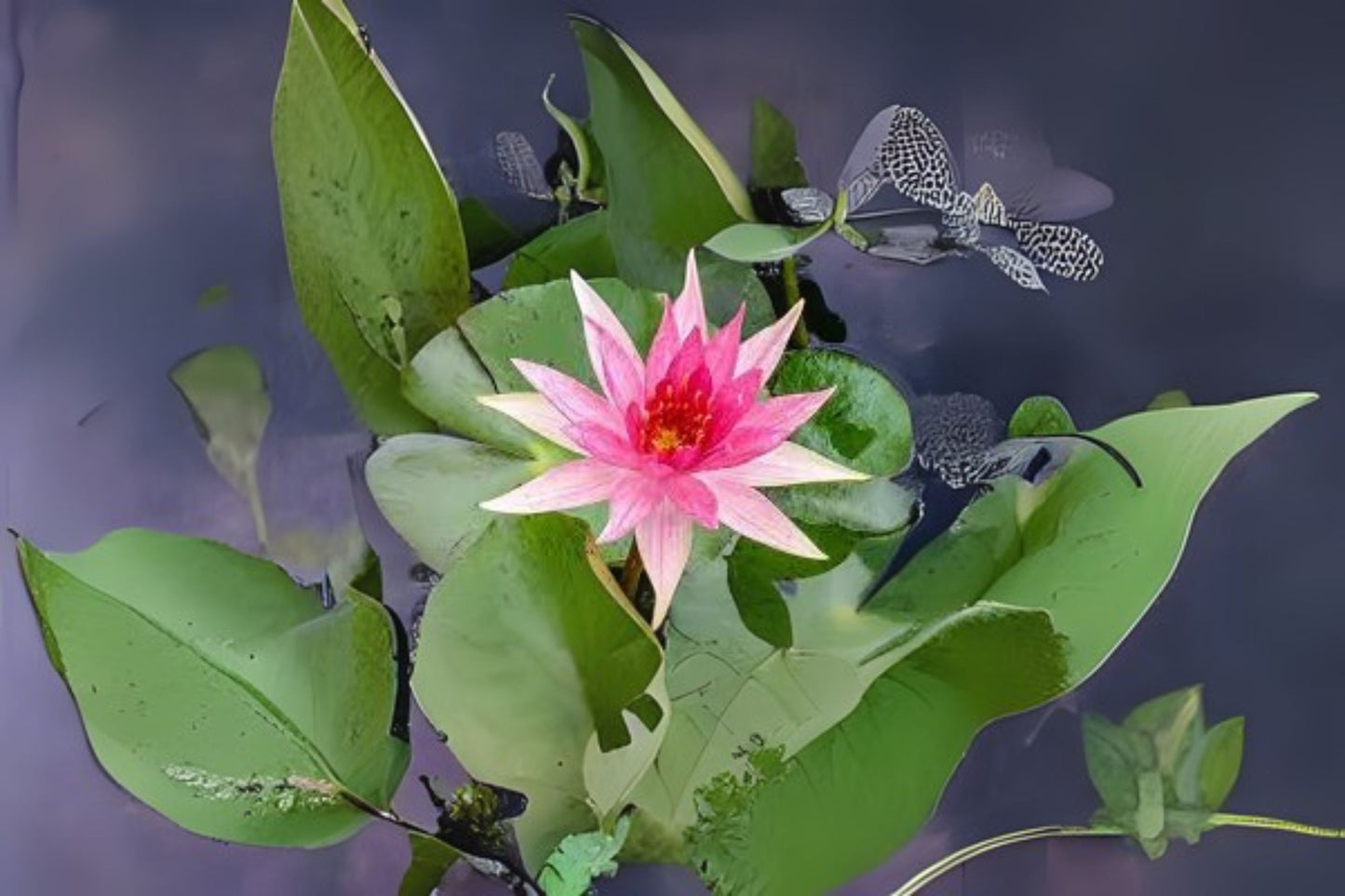 Red Spider Pond Lily Pack of 3 - Nymphaea x 'Red Spider' with Orange Stamens and Maroon-Specked Leaves