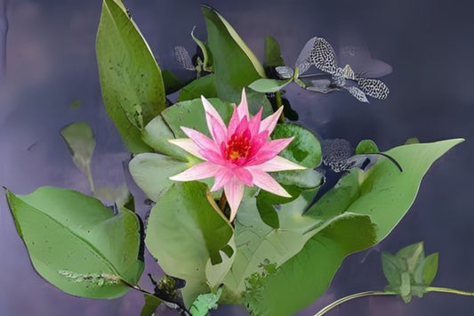 Red Spider Pond Lily Pack of 3 - Nymphaea x 'Red Spider' with Orange Stamens and Maroon-Specked Leaves