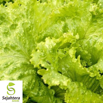 1000 Oak Leaf Lettuce Seeds - Non-GMO, Tender & Nutritious Greens