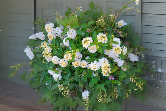 Colorful White Lantana Plants 6 in Pot - Lantana camara - Hardy Ornamental Shrubs for Garden, Attracts Pollinators, Drought-Tolerant