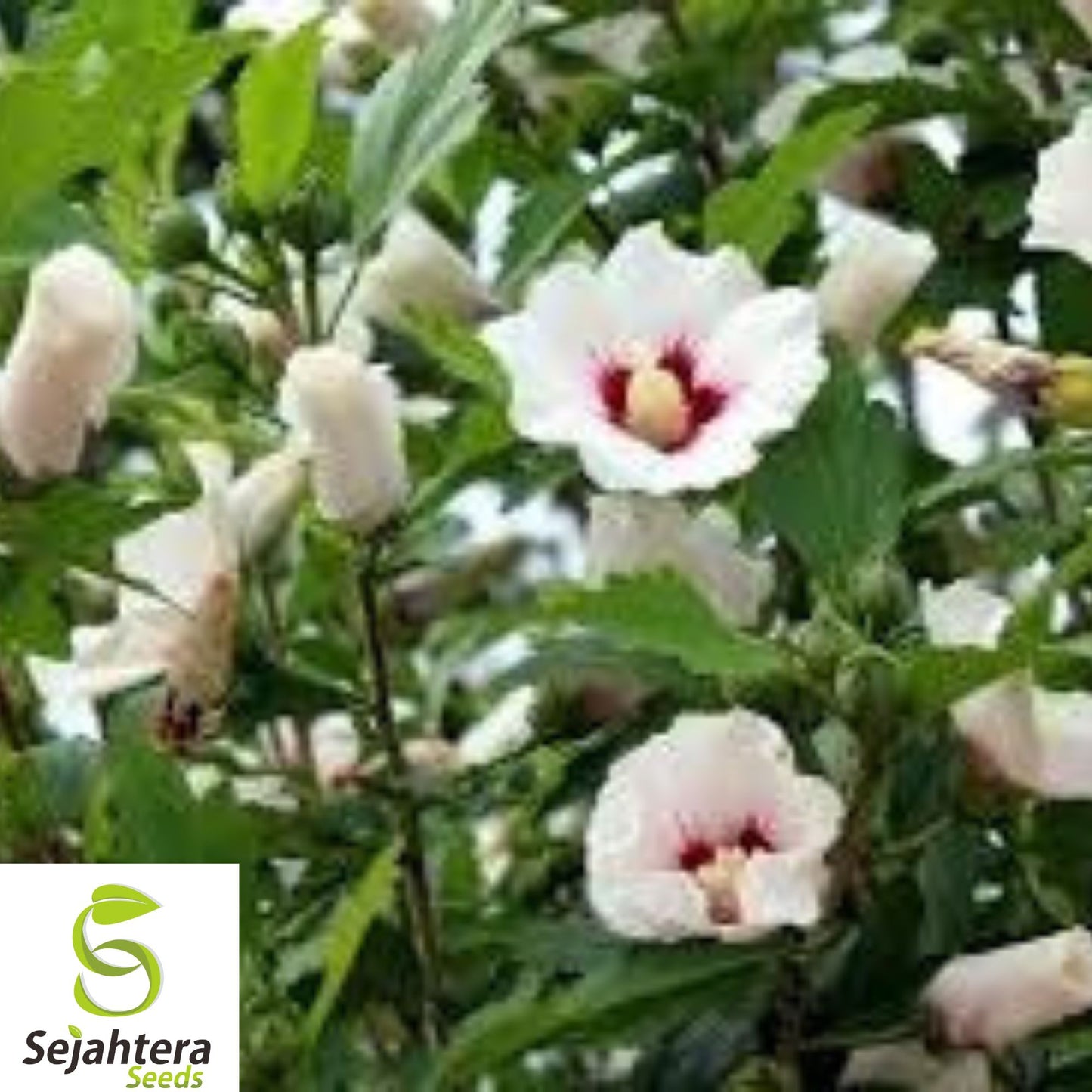 25+ White Hibiscus Seeds - Crimson Eye, Perennial, Hardy, Non-GMO & Stunning