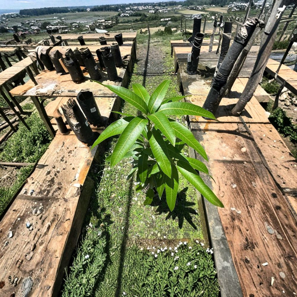 Valencia Pride Mango Tree – Mangifera indica Grafted Live Tree | 1–2 Feet Tall | Ready for Transplant  Fast Growing | Large Sweet Fruit | Florida Favorite
